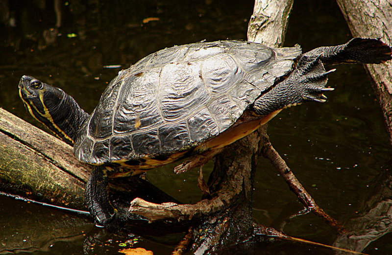 20060901 0671DSCw [D-DU] Gelbwangen-Schmuckschildkröte (Trachemys scripta scripta) [Gelbbauch-Schmuckschildkröte], Zoo Duisburg