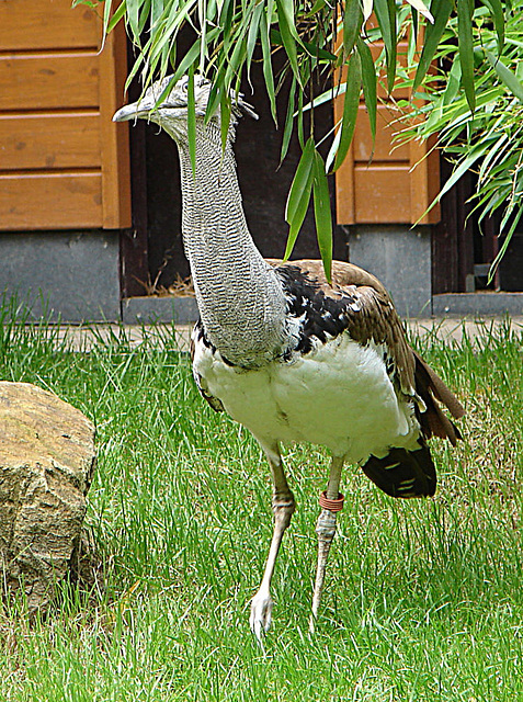 20060901 0651DSCw [D-DU] Riesentrappe (Ardeotis kori), Zoo Duisburg
