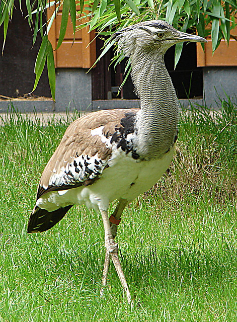 20060901 0652DSCw [D-DU] Riesentrappe (Ardeotis kori), Zoo Duisburg