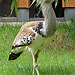 20060901 0652DSCw [D-DU] Riesentrappe (Ardeotis kori), Zoo Duisburg