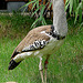20060901 0653DSCw [D-DU] Riesentrappe (Ardeotis kori), Zoo Duisburg
