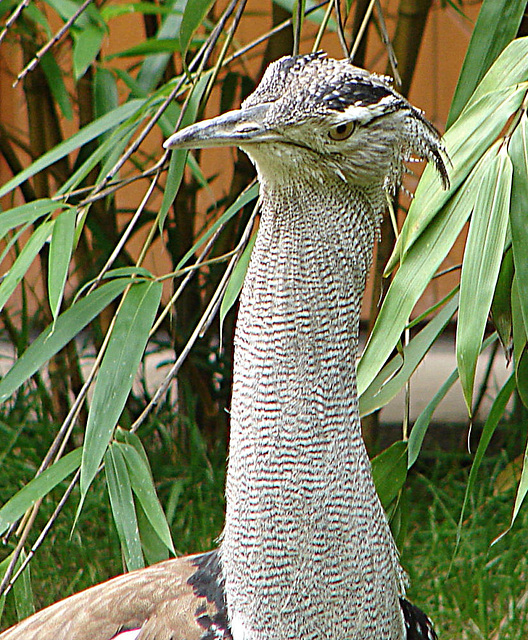 20060901 0654DSCw [D-DU] Riesentrappe (Ardeotis kori), Zoo Duisburg