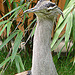 20060901 0654DSCw [D-DU] Riesentrappe (Ardeotis kori), Zoo Duisburg