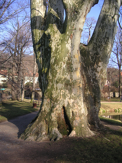 Alter Baum im Schloßpark Pillnitz