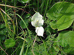 20090625 3923DSCw [D-MI] Schlangenwurz (Calla palustris), Großes Torfmoor, Hille