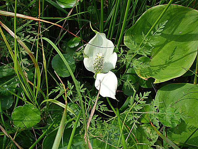 20090625 3923DSCw [D-MI] Drachenwurz (Calla palustris), [Schlangenwurz], [Sumpfkalla], Großes Torfmoor, Hille