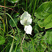 20090625 3923DSCw [D-MI] Drachenwurz (Calla palustris), Großes Torfmoor, Hille