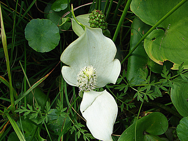 20090625 3924DSCw [D-MI] Drachenwurz (Calla palustris), [Schlangenwurz], [Sumpfkalla], Großes Torfmoor, Hille