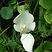 20090625 3924DSCw [D-MI] Schlangenwurz (Calla palustris), Großes Torfmoor, Hille
