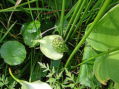 20090625 3925DSCw [D-MI] Schlangenwurz (Calla palustris), Großes Torfmoor, Hille