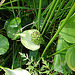 20090625 3925DSCw [D-MI] Drachenwurz (Calla palustris), Großes Torfmoor, Hille