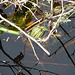 20090625 3926DSCw [D-MI] Wasserfrosch (Rana esculenta), Großes Torfmoor, Hille