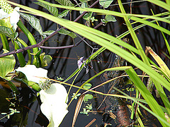 20090625 3927DSCw [D-MI] Schlangenwurz (Calla palustris), Großes Torfmoor, Hille