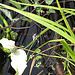 20090625 3927DSCw [D-MI] Schlangenwurz (Calla palustris), Großes Torfmoor, Hille