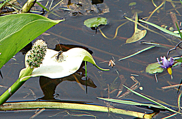 20090625 3928DSCw [D-MI] Insekt, Schlangenwurz (Calla palustria), Großes Torfmoor, Hille