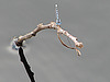 20090625 3929DSCw [D-MI] Schlanklibelle (Enallagma cyathigerum), Großes Torfmoor, Hille