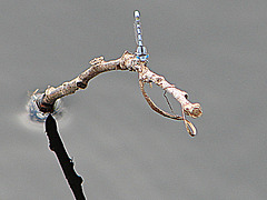 20090625 3929DSCw [D-MI] Schlanklibelle (Enallagma cyathigerum), Großes Torfmoor, Hille