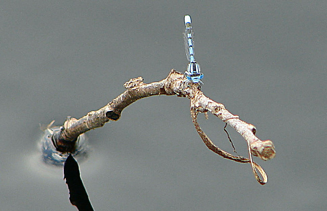 20090625 3930DSCw [D-MI] Schlanklibelle (Enallagma cyathigerum), Großes Torfmoor, Hille