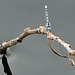 20090625 3930DSCw [D-MI] Schlanklibelle (Enallagma cyathigerum), Großes Torfmoor, Hille