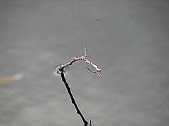 20090625 3931DSCw [D-MI] Schlanklibelle (Enallagma cyathigerum), Großes Torfmoor, Hille