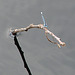 20090625 3935DSCw [D-MI] Schlanklibelle (Enallagme cyathigerum), Großes Torfmoor, Hille