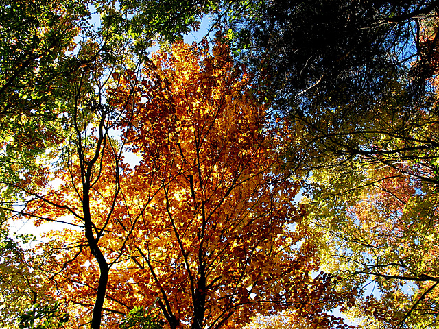 Herbst in Südtirol