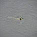 20090625 3944DSCw [D-MI] Wasserfrosch (Rana esculenta), Großes Torfmoor, Hille