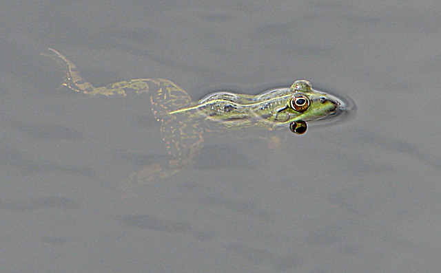 20090625 3945DSCw [D-MI] Wasserfrosch (Rana esculenta), Großes Torfmoor, Hille