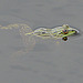 20090625 3945DSCw [D-MI] Wasserfrosch (Rana esculenta), Großes Torfmoor, Hille