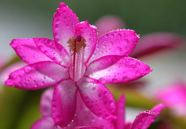 Schlumbergera