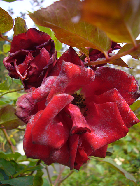 Rose im Herbst