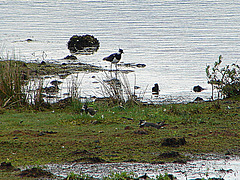 20090625 4038DSCw [D~MI] Kiebitz (Vanellus vanellus), Großes Torfmoor, Hille