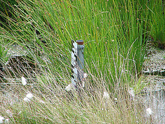 20090625 4040DSCw [D~MI] Flatterbinse (Juncus effusus), Großes Torfmoor, Hille