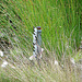 20090625 4040DSCw [D~MI] Flatterbinse (Juncus effusus), Großes Torfmoor, Hille