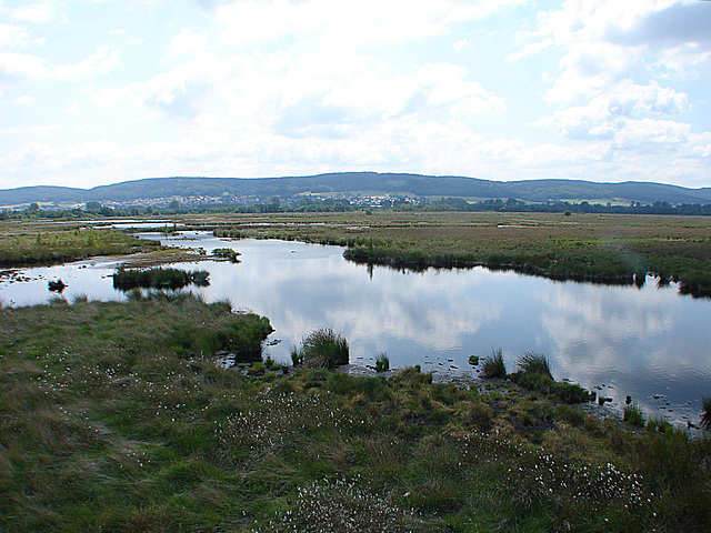 20090625 4041DSCw [D~MI] Großes Torfmoor, Hille