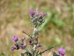 20090625 04042DSCw [D~MI] Sumpf-Kratzdistel (Cirsium palustre), Großes Torfmoor, Hille