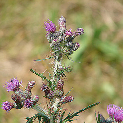 20090625 04042DSCw [D~MI] Sumpf-Kratzdistel (Cirsium palustre), Großes Torfmoor, Hille
