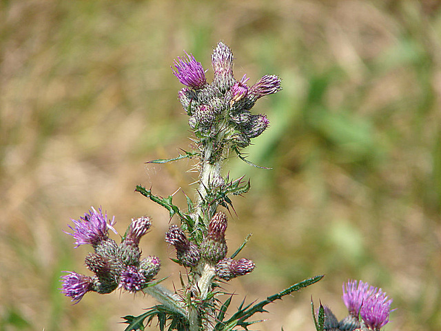 20090625 04042DSCw [D~MI] Krause Distel (Carduus crispus), Großes Torfmoor, Hille