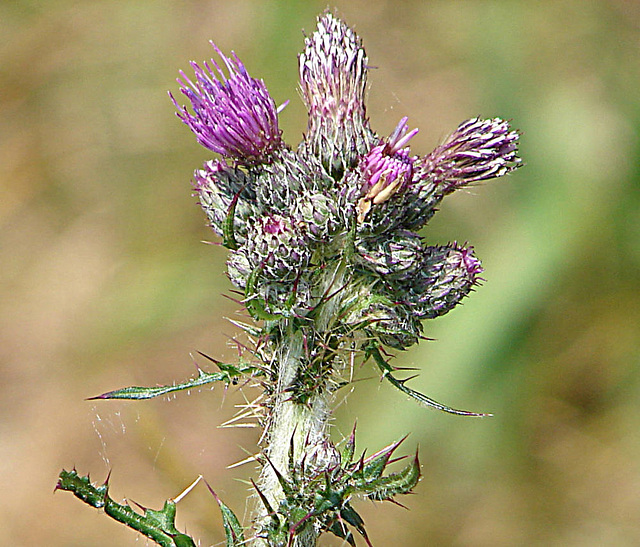 20090625 4043DSCw [D~MI] Sumpf-Kratzdistel (Cirsium palustre), Großes Torfmoor, Hille