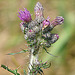 20090625 4043DSCw [D~MI] Krause Distel (Carduus crispus), Großes Torfmoor, Hille