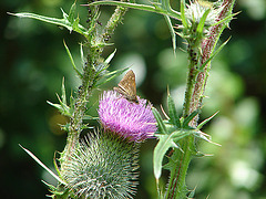 20090625 4047DSCw [D~MI] Rostfarbiger Dickkopffalter (Ochlodes venatus), Lanzett-Kratzdistel (Cirsium vulgare), Großes Torfmoor, Hille