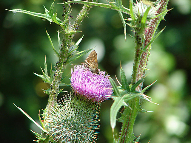 20090625 4047DSCw [D~MI] Rostfarbiger Dickkopffalter (Ochlodes venatus), Sumpfkratzdistel (Cirsium palustre), Großes Torfmoor, Hille