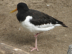 20060901 0663DSCw [D~DU] Austernfischer (Haematopus ostralegus), Zoo Duisburg