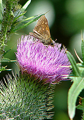 20090625 4048DSCw [D~MI] Rostfarbiger Dickkopffalter (Ochlodes venatus), Lanzett-Kratzdistel (Cirsium vulgare), Großes Torfmoor, Hille