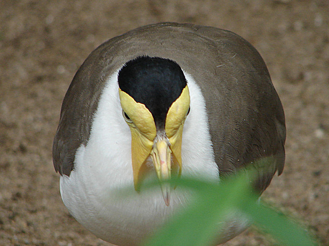 20060901 0667DSCw [D~DU] Maskenkiebitz (Vanellus miles), Zoo Duisburg