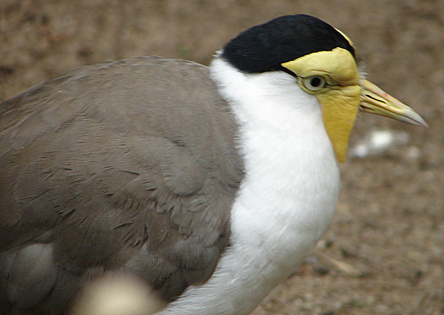 20060901 0668DSCw [D~DU] Maskenkiebitz (Vanellus miles), Zoo Duisburg