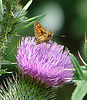 20090625 4055DSCw [D~MI] Rostfarbiger Dickkopffalter (Ochlodes venatus), Distel, Großes Torfmoor, Hille