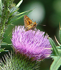 20090625 4055DSCw [D~MI] Rostfarbiger Dickkopffalter (Ochlodes venatus), Lanzett-Kratzdistel (Cirsium vulgare), Großes Torfmoor, Hille