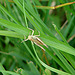 20090625 4057DSCw  [D~MI] Feldheuschrecke (Omocestus viridulus), Großes Torfmoor, Hille