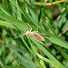 20090625 4058DSCw  [D~MI] Feldheuschrecke (Omocestus viridulus), Großes Torfmoor, Hille